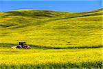 Red Tractor in Canola Field, Montalcino, Val d'Orcia, Province of Siena, Tuscany, Italy