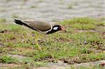 beautiful red-wattled lapwing (Vanellus indicus) on ground