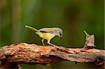 beautiful yellow-bellied prina (Prina flaviventris) possing on log in forest of Thailand