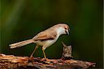 beautiful yellow-eyed babbler resting on log in forest of Thailand