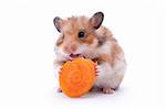 red hamster eating carrot isolated on white