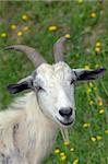 White goat with long horns stands in a field of green grass and yellow flowers.