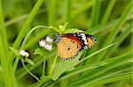 beautiful Plain Tiger butterfly (Danaus chrysippus) on flower near the road track