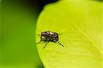 beautiful weevil beetle standing on green leaf