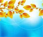 Yellow leaves with blue clear sky. Nature autumn vector background