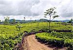 Arbres de thé dans les plantations, Sri Lanka