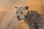 Porträt der Leopard (Panthera Pardus), Südafrika