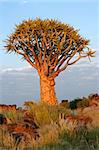 Quiver tree (Aloe dichotoma) in early morning light, Namibia, southern Africa