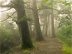 chemin brumeux dans la forêt de cèdre japonais