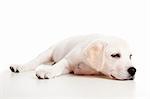 Beautiful labrador retriever puppy isolated on white background with a sleep look