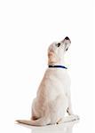 Schöne Labrador Retriever Creme Welpe isoliert auf weißem Hintergrund trägt ein blaues Hundehalsband