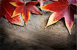 Autumn leaf background. Fall red leaves on tree bark with copyspace. Season background