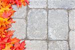 Automne feuilles de chêne arbre frontière Over Pierre briques Patio pavé