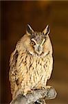 Portrait of a Long Eared Owl