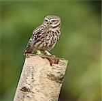 Portrait of a Little Owl on a tree stump