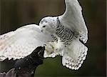 Close up of a Snowy Owl in flight