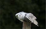 Close up of a Snowy Owl about to fly