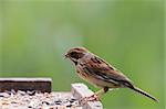 Female Reed Bunting perched on a feeding table