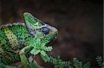 Veiled Chameleon posing on branch in Yemen.
