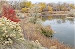 gravel pit converted into natural area - Riverbend Ponds, Fort Collins, Colorado in late fall scenery with rabbitbrush and cattails