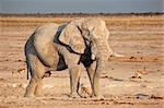 Große afrikanische Elefant (Loxodonta Africana) Stier fallen in Schlamm, Etosha Nationalpark, Namibia, Südafrika