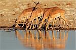 Impala antelopes (Aepyceros melampus) drinking at a waterhole, Etosha National Park, Namibia, southern Africa