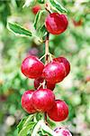 Fruits du prunier dans le jardin