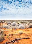 An image of the dry australian outback