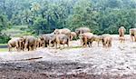 Group of Asian elephants in the rain, Sri Lanka