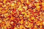 Fall orange and red autumn leaves on ground for background or backdrop