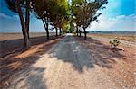 Shady Alley between Plowed Fields in Israel, Spring