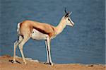 Springbock-Antilope (Antidorcas Marsupialis), Etosha Nationalpark, Namibia, Südliches Afrika