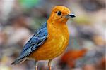 schöne männliche Orange Leitung Erddrossel (Zoothera Citrina) in Thailand