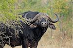 African or Cape buffalo bull (Syncerus caffer), South Africa