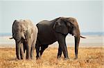 Afrikanische Elefanten (Loxodonta Africana) auf den Ebenen der Etosha Nationalpark, Namibia