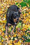 purebred female Rottweiler laying on golden autumn leaves