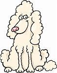 Cartoon Illustration of Funny Purebred White Poodle