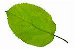 leaf of apple tree isolated over white background