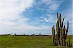 Cactus, Aruba, Lesser Antilles, Caribbean