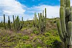 Landscape with Cactus, Arikok National Park, Aruba, Lesser Antilles, Caribbean