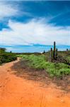 Panoramique avec chemin d'accès et de Cactus, côte nord d'Aruba, Lesser Antilles, Caraïbes