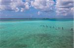 Posts in Water, Mangel Halto Beach, Aruba, Lesser Antilles, Caribbean