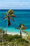 Palmiers de l'océan, Rodgers Beach, Aruba, petites Antilles, des Caraïbes