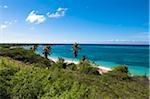 Scenic of Palm Trees and Coast, Rodgers Beach, Aruba, Lesser Antilles, Caribbean