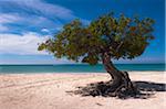 Lone Tree, Palm Beach, Aruba, petites Antilles, des Caraïbes