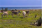 Wild Donkeys, Arikok National Park, Aruba, Netherlands Antilles, Caribbean