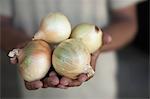 Close up of hands holding onions