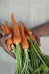 Close up of hands holding carrots