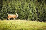 Cow wearing headdress in grassy field