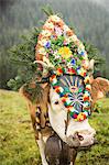 Cow wearing headdress in grassy field